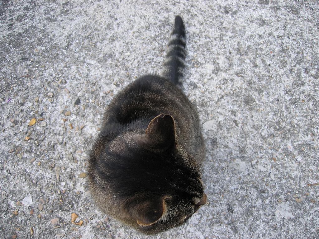 Micky vu de dessus 2.jpg